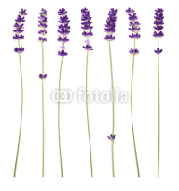 Naklejki lavender flowers