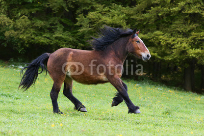 Kaltblut im Galopp