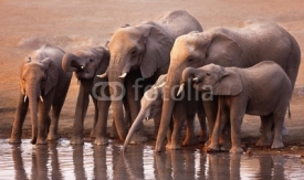 Naklejki Elephants drinking