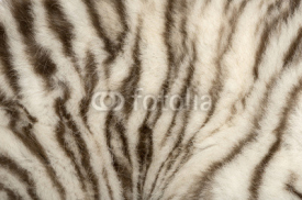 Naklejki Macro of a White tiger fur