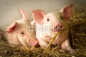 Naklejki Pigs in a barn I