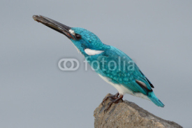 Naklejki small blue cerulean kingfisher eating fish