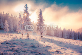 Naklejki Colorful winter sunrise in the Carpathian mountain forest.