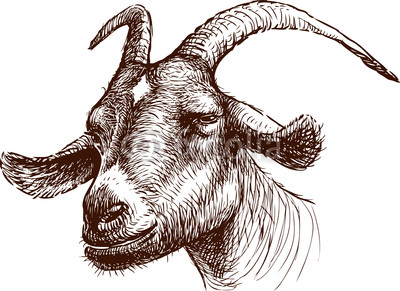 head of goat