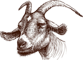 Fototapety head of goat