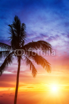 Naklejki Palm and beautiful sunset