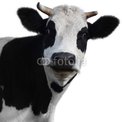 cow 2(10).jpg
