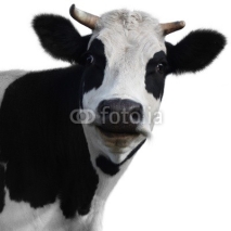 Fototapety cow 2(10).jpg