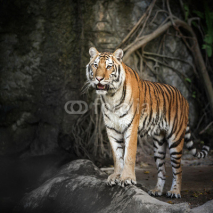 Naklejki Royal Bengal tiger