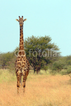 Naklejki Giraffe (Giraffa camelopardalis)