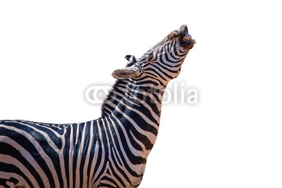 laughing zebra isolated