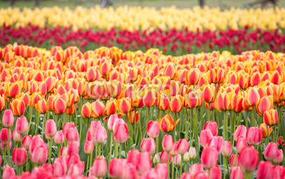 row of colorful tulips on the field in the spring