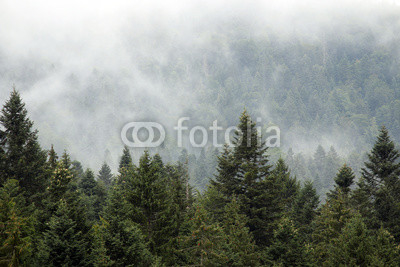 mountain forest in the fog autumn season