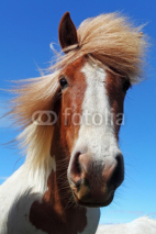 Naklejki Horse head in Iceland