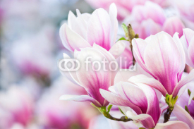 Naklejki pink flower magnolia