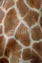 Naklejki Giraffe skin