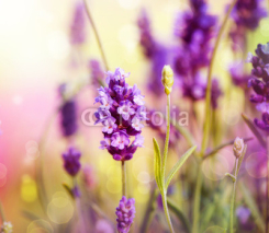 Naklejki Lavender Field