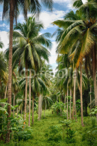 Naklejki Coconut tree forest