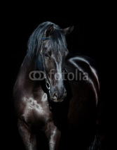 Naklejki Black horse isolated on black background
