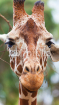 Naklejki Portrait of a giraffe