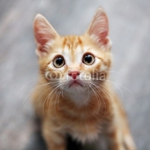 Fototapety ginger kitten