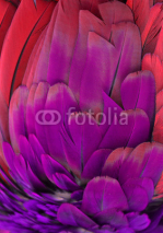 Macro photograph of the pink and purple feathers of a macaw.