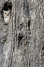 Fototapety Collared Scops Owl looking out of nesthole.
