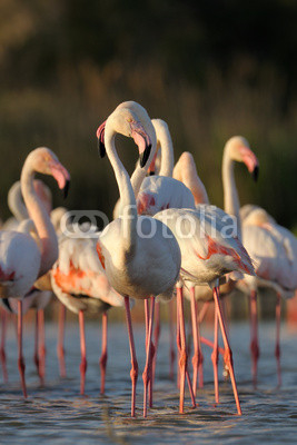 Group of Greater Flamingo standing in a pond.