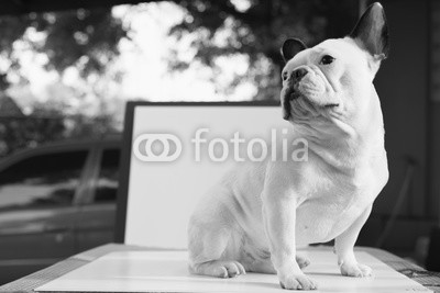 French bulldog looks smart in home, Focus selection, monochrome