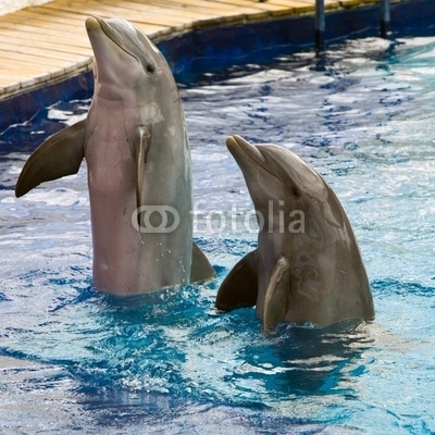 Dolphin plays