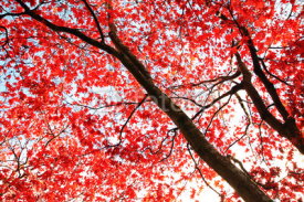 Naklejki Red Japanese Maple tree in the park