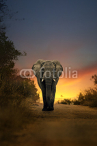 Naklejki african elephant walking in sunset