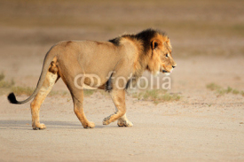 Naklejki Big male African lion, Kalahari desert