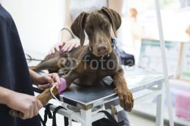 Naklejki Beautiful doberman puppy lying on a veterinary table and gets an infusion. Vet holding infusion line attached to dog's leg. Short DOF and selective focus on veterinarian hand 