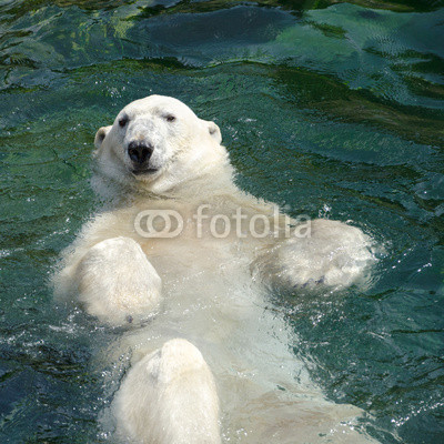 Polar bear (Ursus maritimus) swimming in the water