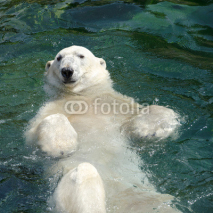 Obrazy i plakaty Polar bear (Ursus maritimus) swimming in the water