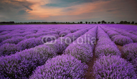 Fototapety Fields of Lavender at sunset
