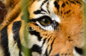 Fototapety tiger eye
