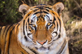 Obrazy i plakaty Portrait of a tiger
