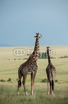 Naklejki giraffe