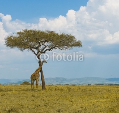 giraffe and a tree, masai mara, kenya