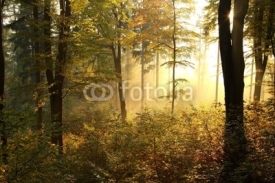 Fototapety Picturesque autumnal forest backlit by the rising sun