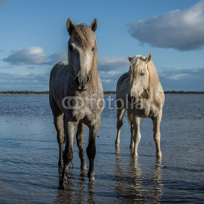 standing stallions