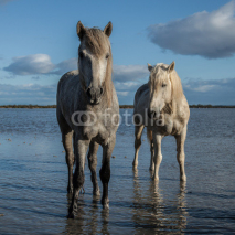 Fototapety standing stallions