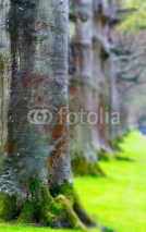 Fototapety trunks of large trees