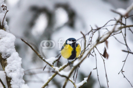 Fototapety Great tit on a branch