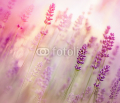 Naklejki Beautiful lavender in flower garden