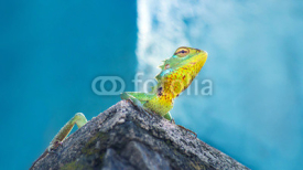 Fototapety Green chameleon