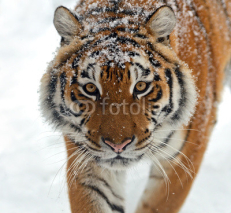 Naklejki Siberian tiger