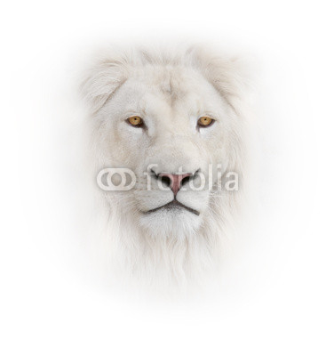 white lion on the white background